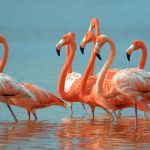 Vajbpedija: Sve što niste znali o životinjama