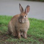 Rabbit2