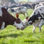 The Riverford Dairy, Totnes for WSPA