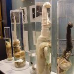 icelandic-phallological-museum-reykjavik-iceland-7th