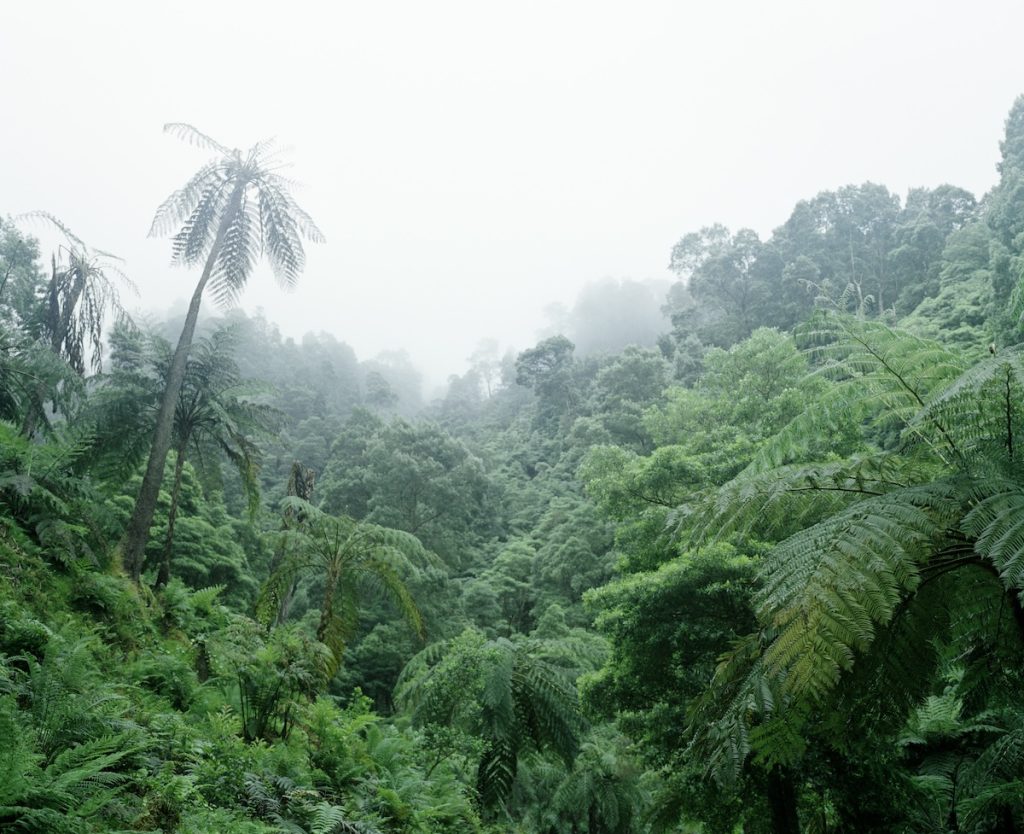 Pauliana Valente Pimentel