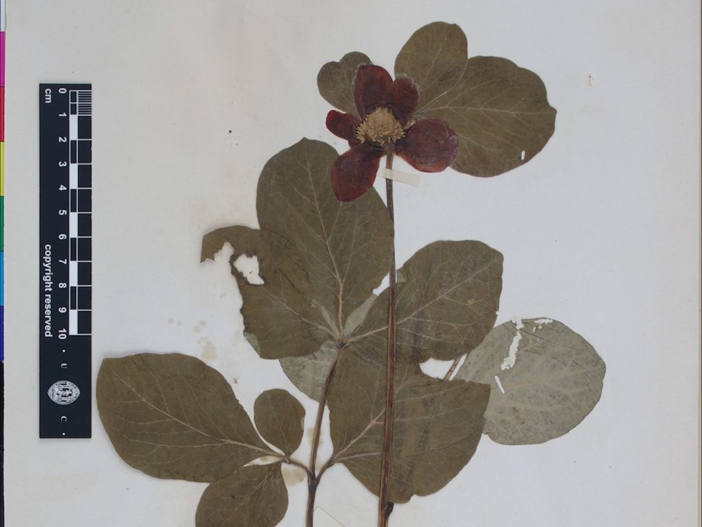 Kako daunloudovati šumu