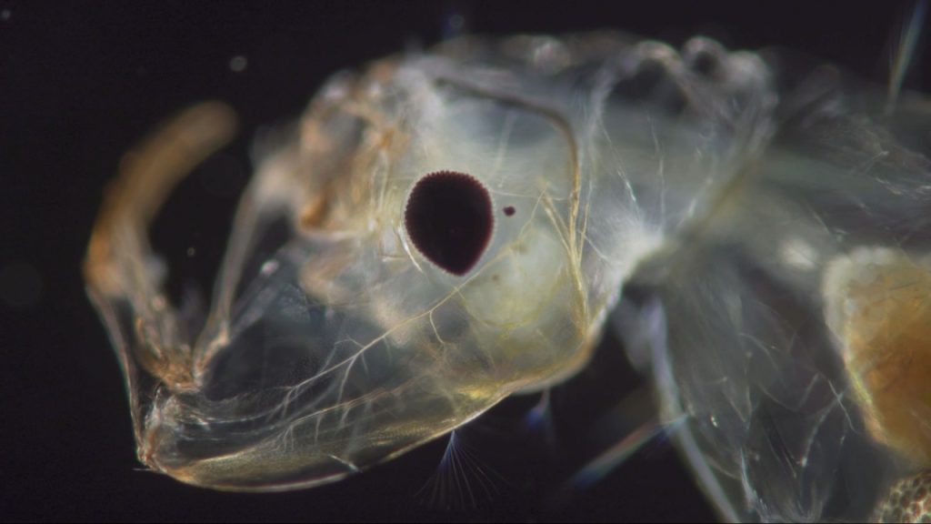 Revolucija protiv smrti