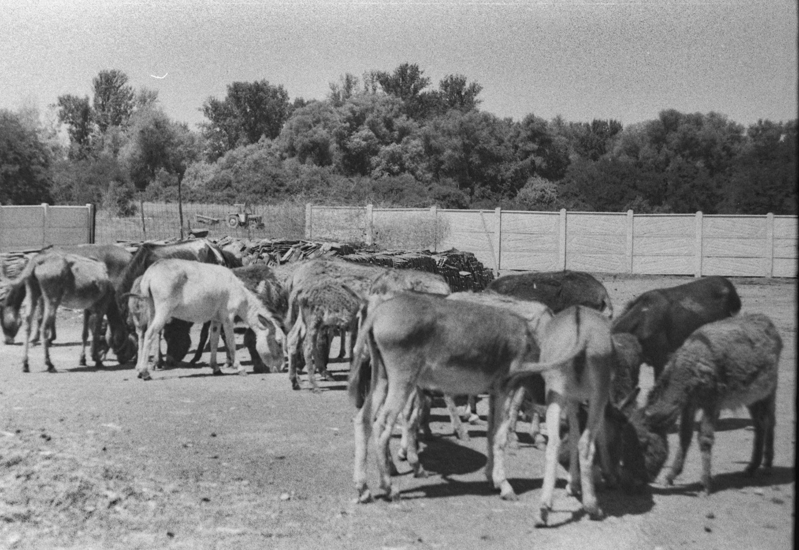 Analogna fotografija Magdalene Nenković sa izložbe Ništa preko duše