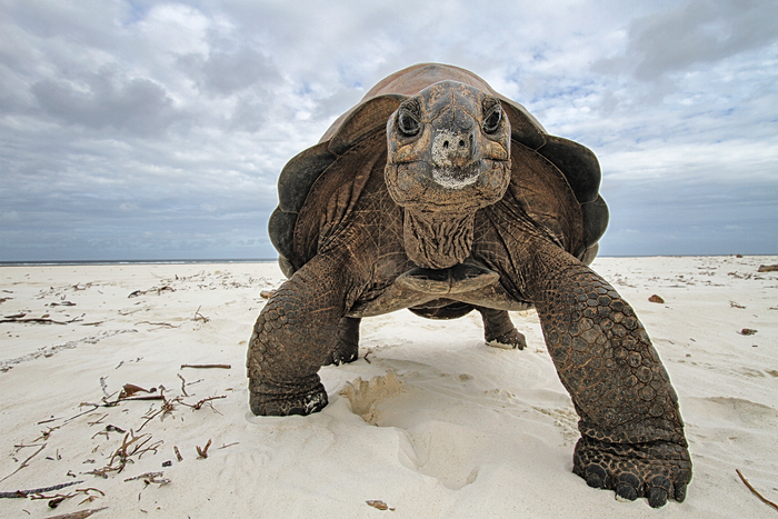 Džinovska kornjača sa Aldabre na atolu Aldabra, Sejšeli