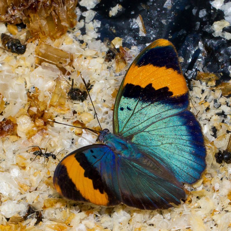 Leptir Euphaedra neophron u Mozambiku