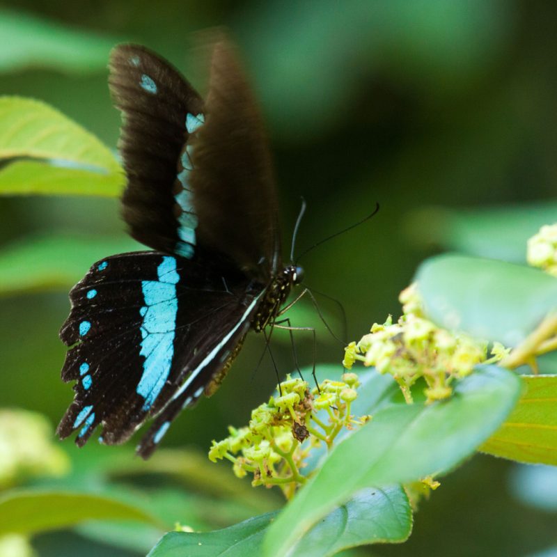 Leptir lastin rep Papilio nireus u šumi u Mozambiku